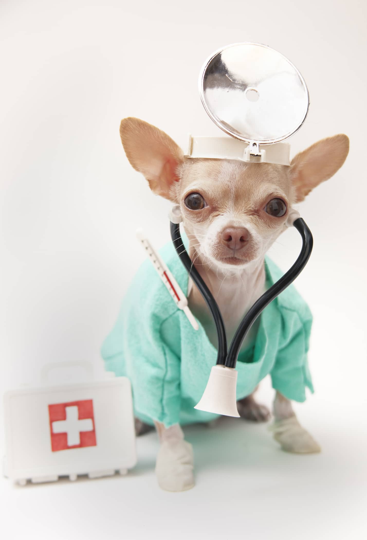 chihuahua dressed like a doctor